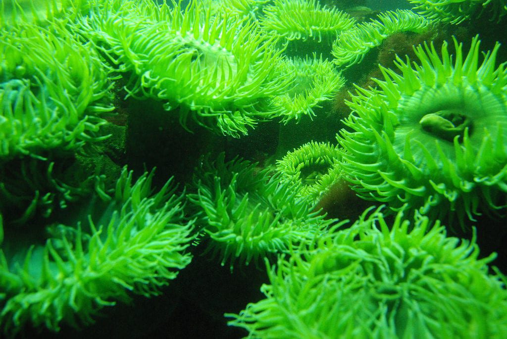 The giant green anemone (anthopelura xanthogrammica) grows to be about a foot wide off of the coast of Maine.