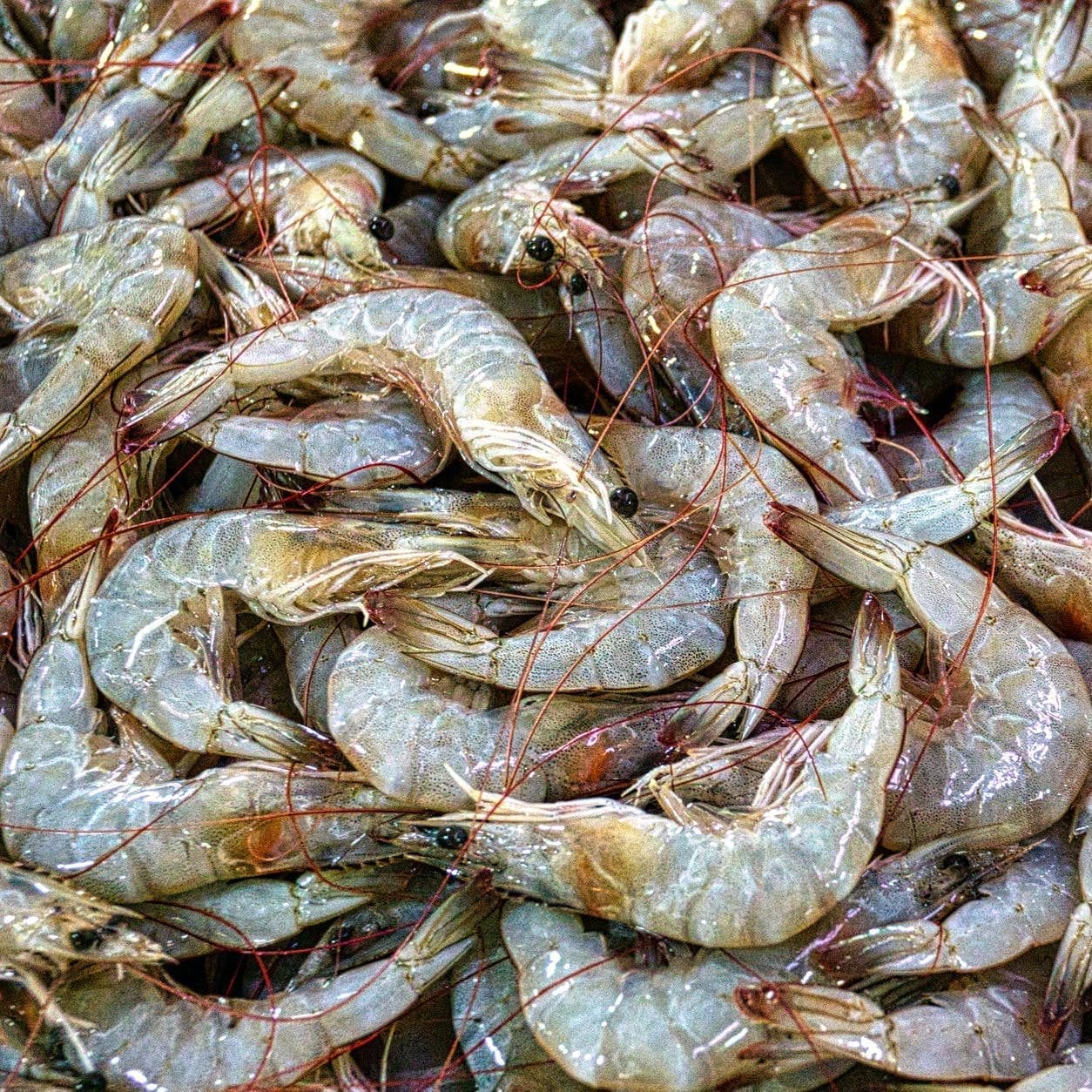 Important information for recreational fishers The use of prawns as