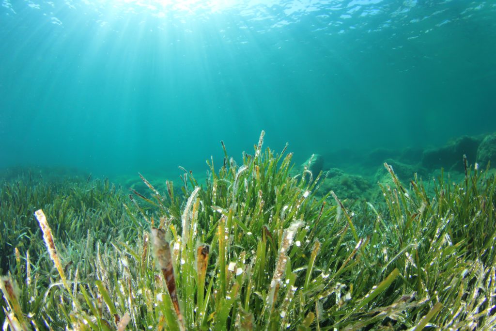 Why are Seagrass meadows underwater heroes? – Oceanwatch Australia