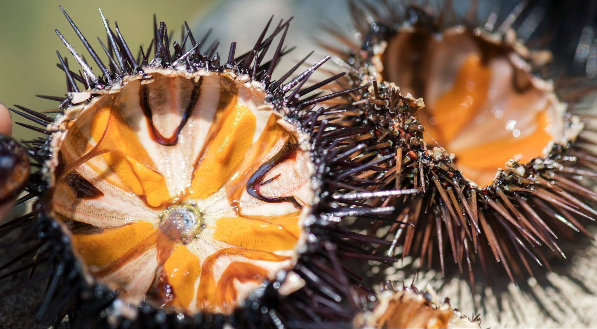 10-incredible-sea-urchin-facts-a-z-animals